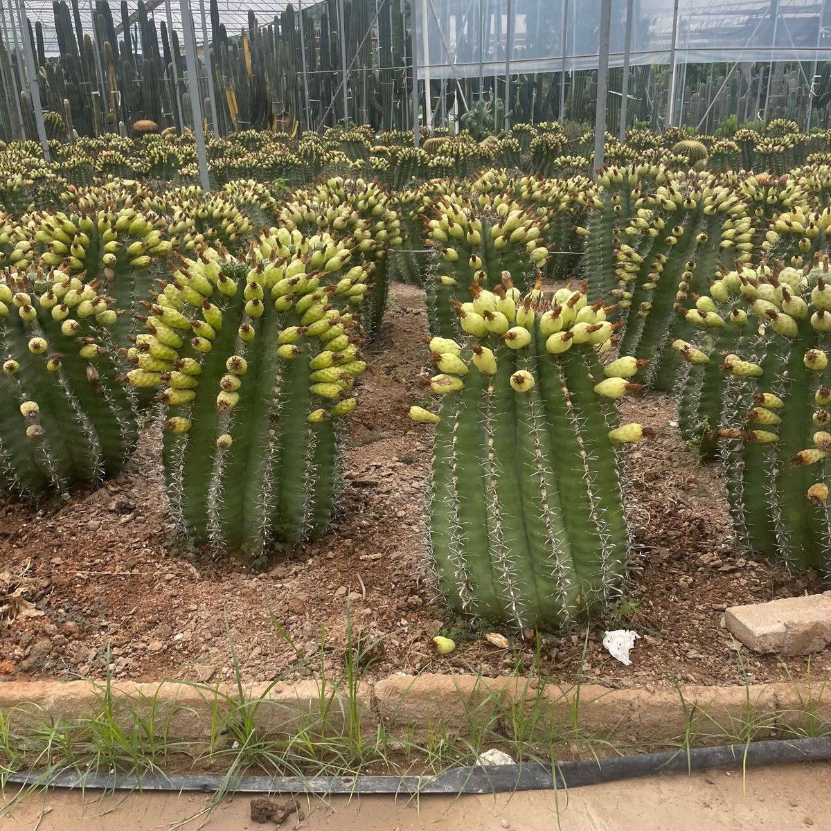 造景仙人球金量农户批发仙人掌大凤龙虎天尺沙生植物仙人柱造景