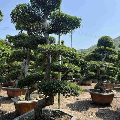 江苏榔榆榆树桩供应基地古桩头价格造型榆树桩榆树盆景批发