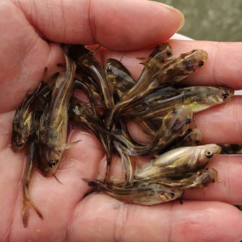 黄骨鱼苗黄颡鱼苗淡水养殖黄辣丁鱼苗黄批发黄丫头昂刺鱼苗鸭叫