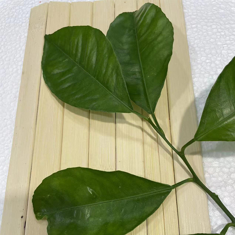 批发本色编织竹条竹片材料无线片婚礼布置手工diy园艺花艺竹片