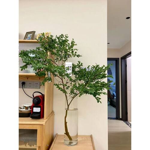 客厅花瓶美男树水培吊钟平替雪柳卧室装饰绿植懒人网红植物