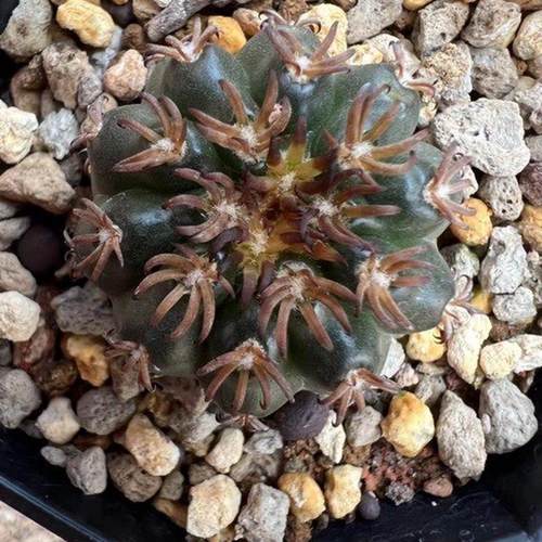 实生猫爪圆盘玉仙人球多肉植物绿植批发基地