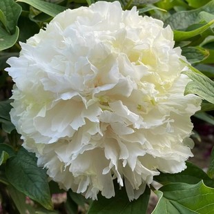 树花幕隐玉绿牡丹花苗盆栽牡丹庭院地栽阳台洛阳牡丹花卉牡丹绿苗