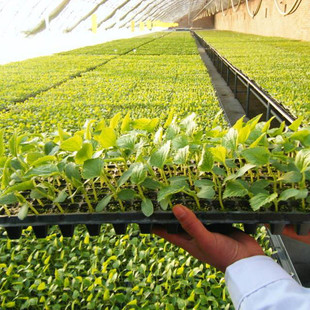 育苗穴盘盘32穴50穴72穴128穴200穴无孔穴育苗盘