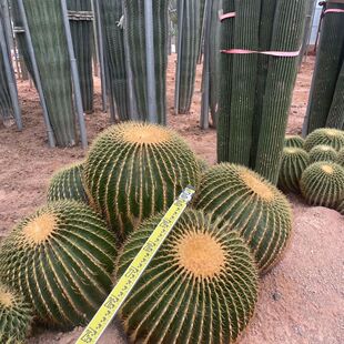 福建仙人柱武仑柱土人节柱产地金仙人球多头批发虎大戟阁龙舌兰