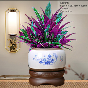 紫露兰盆栽花卉油画吊兰植物好养美观观叶客厅办公室桌面四季绿植