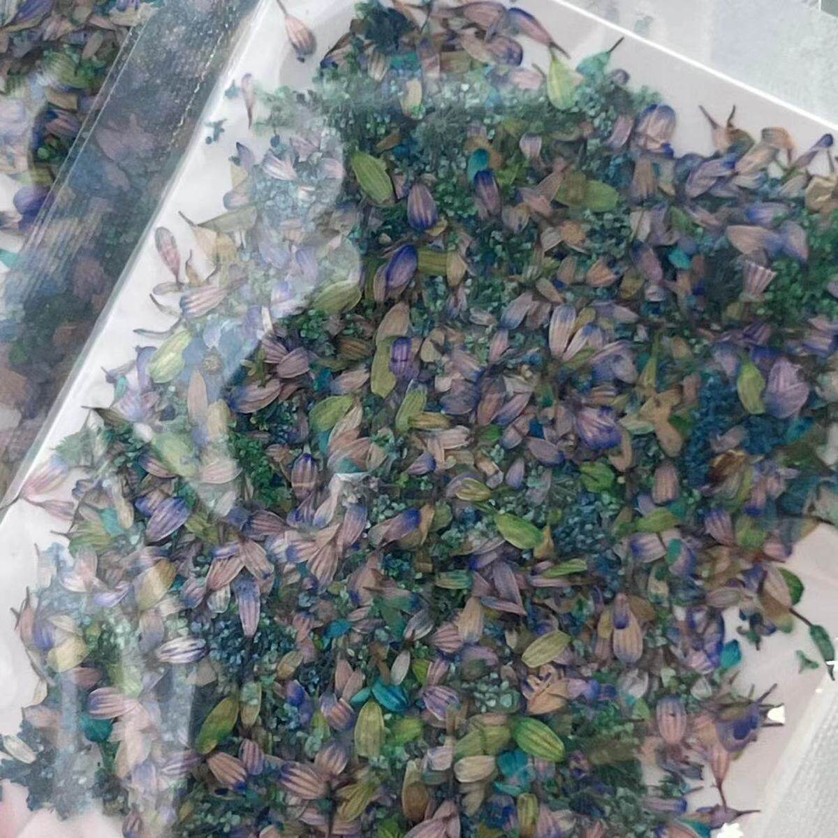 日系复旧花瓣混色干花碎花美甲彩色怀旧装饰品指甲配件混装花材