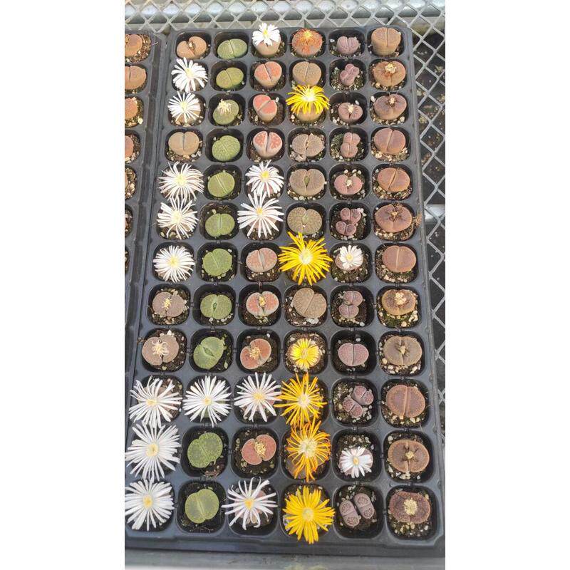 生石花彩色混合2-3cm大小混色一盘72颗盆栽番杏科室内多肉植物