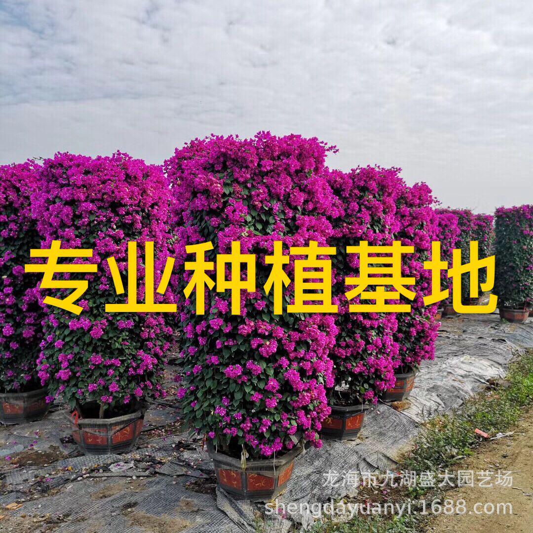 福建三角梅树桩批发多色重庆三角梅价格红花紫花造型三角梅基地