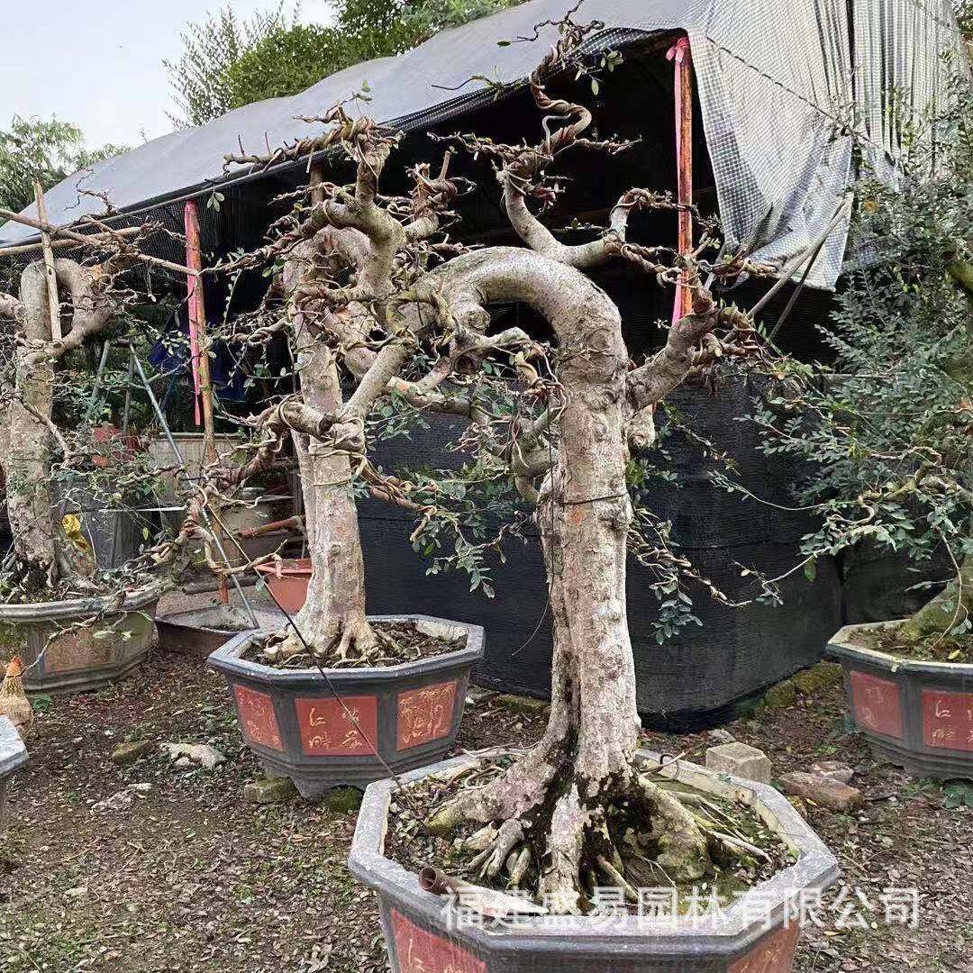 福建漳州榆树桩头批发榆盆景价格榔榆供应基地造型榆树树桩,鲜花速递/花卉仿真/绿植园艺,绿植,淘宝优惠券,粉丝福利购,淘宝优惠卷
