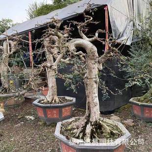 福建漳州榔榆桩头批发榆树桩价格榆树供应基地造型榆树盆景