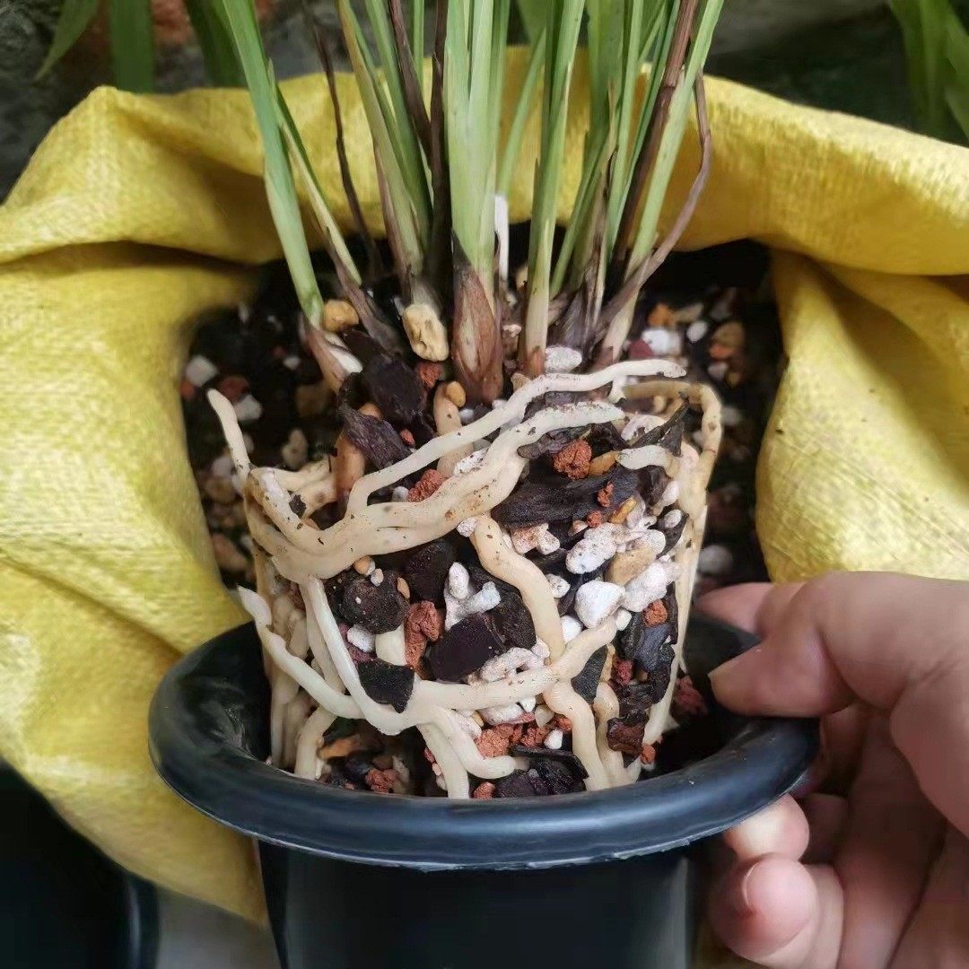 火山石颗粒兰花多肉营养土盆栽水族垫底铺面火山岩土拌,鲜花速递/花卉仿真/绿植园艺,介质/营养土,淘宝优惠券,粉丝福利购,淘宝优惠卷