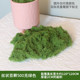 丝状园林青苔草皮苔藓摆件仿真造景假装 饰绿植墙草坪仿真苔藓