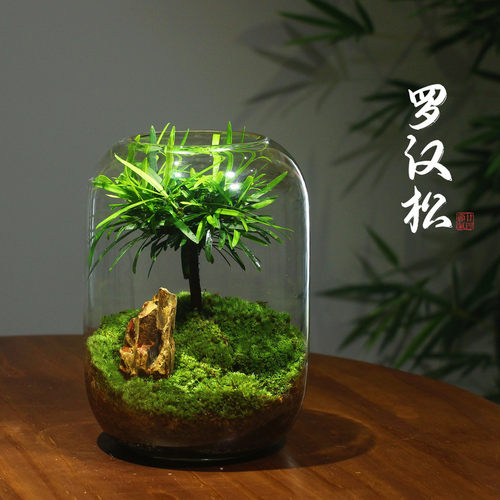 苔藓微景观生态瓶缸成品盆栽成品盆景造景赤楠绿植好养活桌面办公