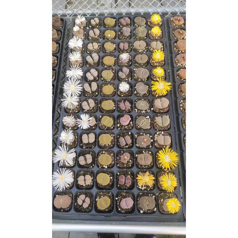 生石花彩色混合2-3cm室内混色一盘72颗番杏科盆栽大小多肉植物