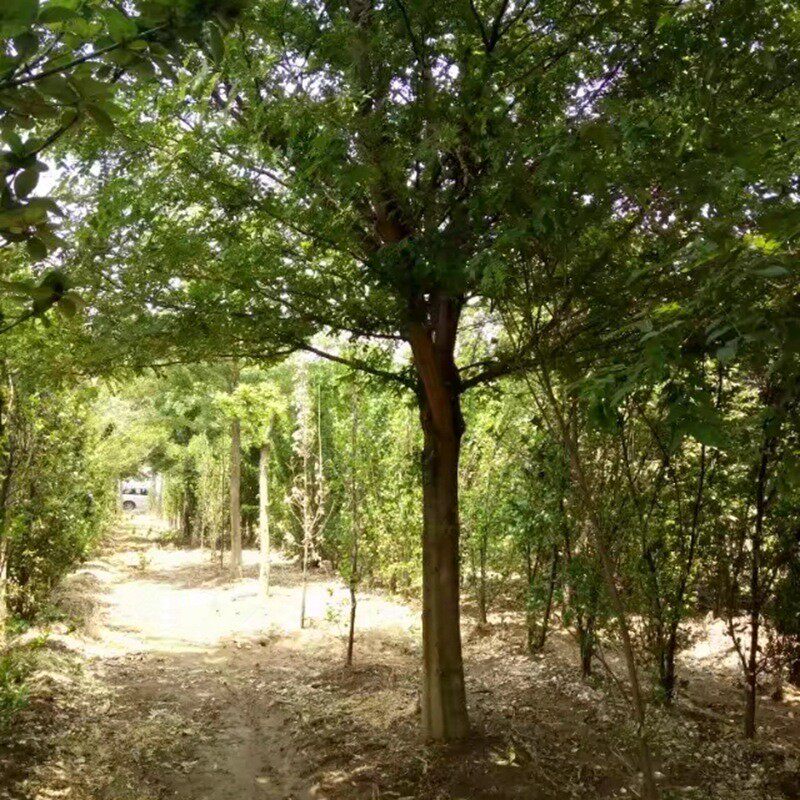 树皂角树批发园林绿化苗木皂角树基地直销皂角山东量大优惠