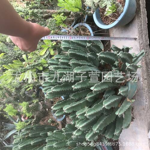 大戟科鹿角麒麟白角麒麟仙人柱水绿植盆栽多肉植物景观沙生植物