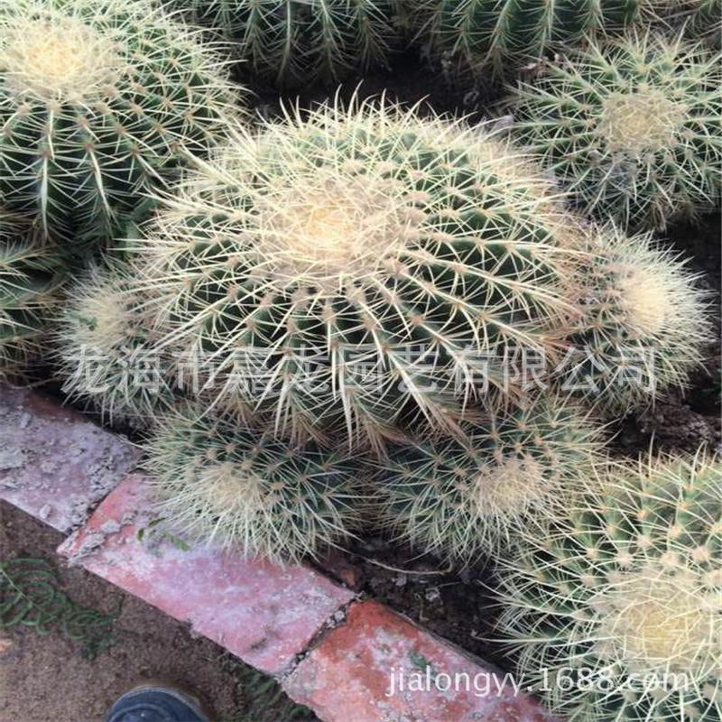 超大黄刺仙人球多头金虎盆栽园林展览布置沙生植物大型多浆植物