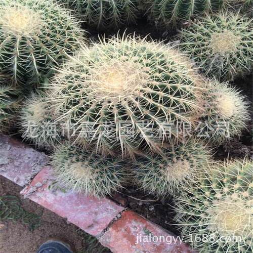 超大黄刺仙人球多头金虎盆栽园林展览布置多植物大型沙生浆植物