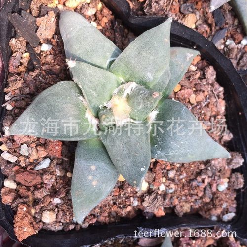 实生青瓷大杂三角牡丹与岩牡丹牡丹的仙人球盆栽绿植大棚直售