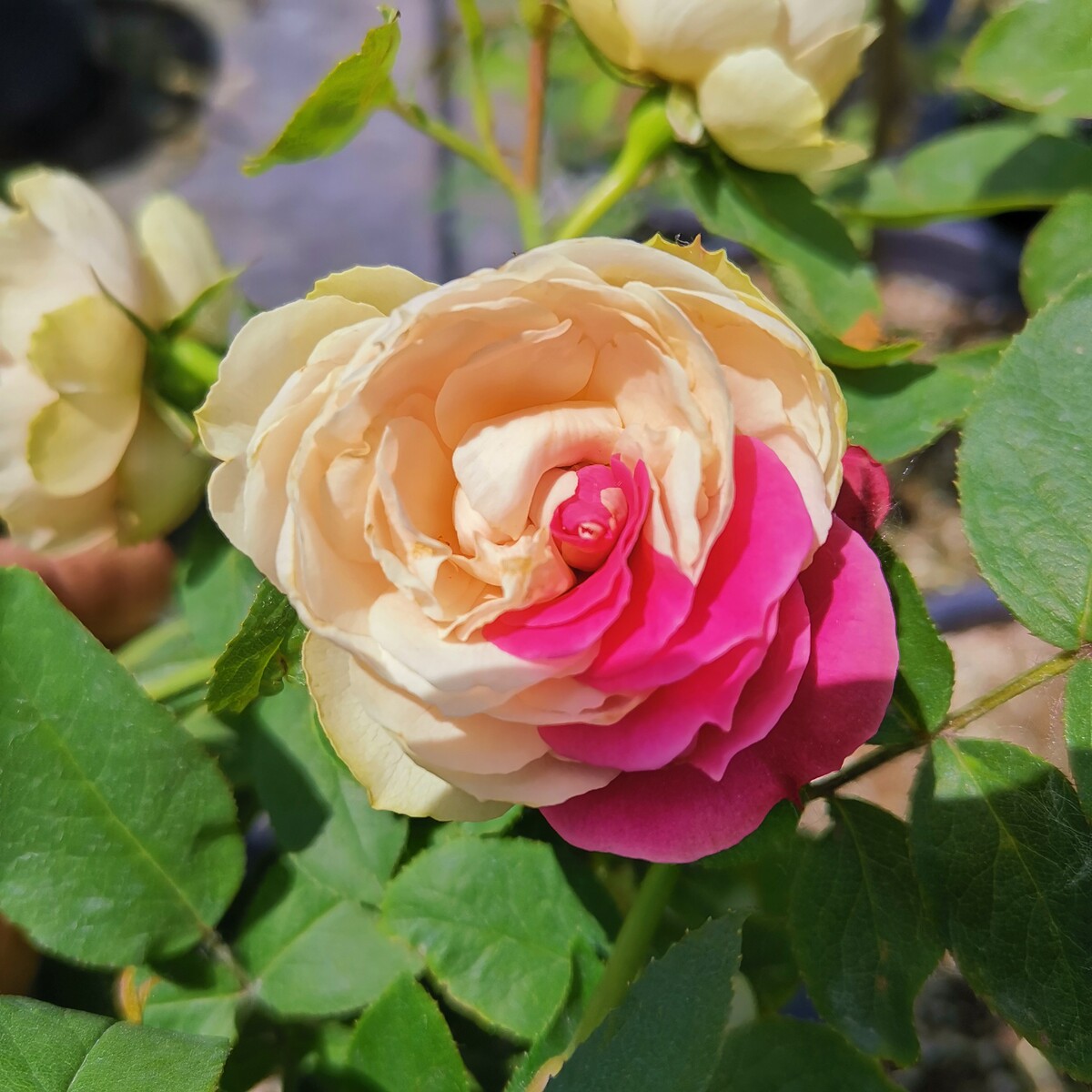 嫁接树桩月季庭院大树形树状高杆花双色藤本月季浓香庭院棒棒糖型