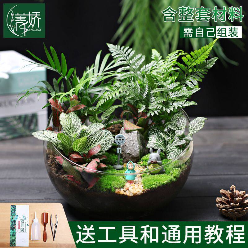 20苔藓微景观生态瓶绿植物种植材料包场组合套装暖切活动大号