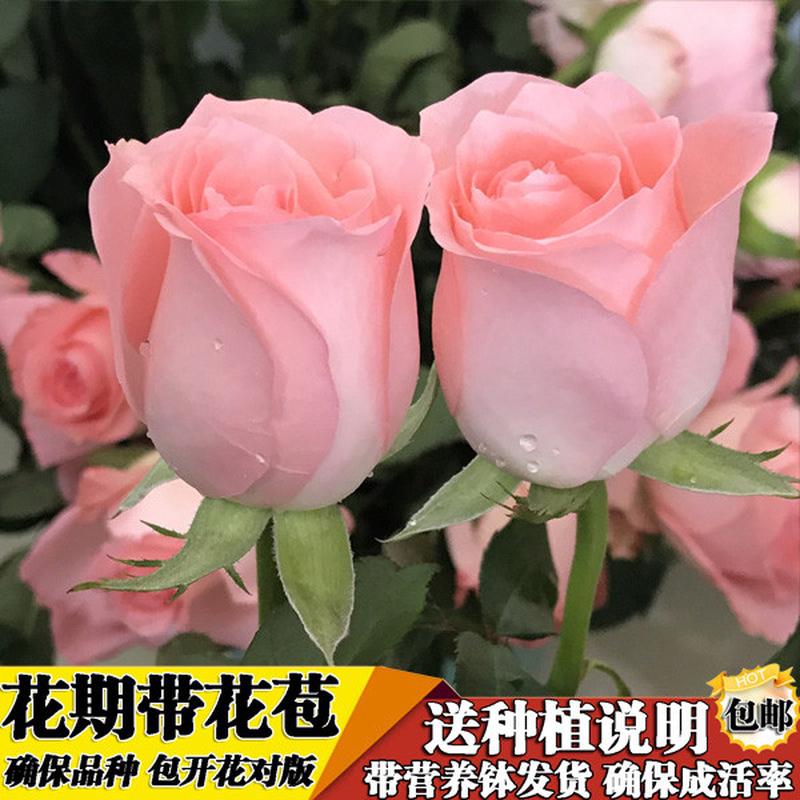 木香花苗爬藤植物四季红木香市场香月季蔷薇庭院特大基地白木