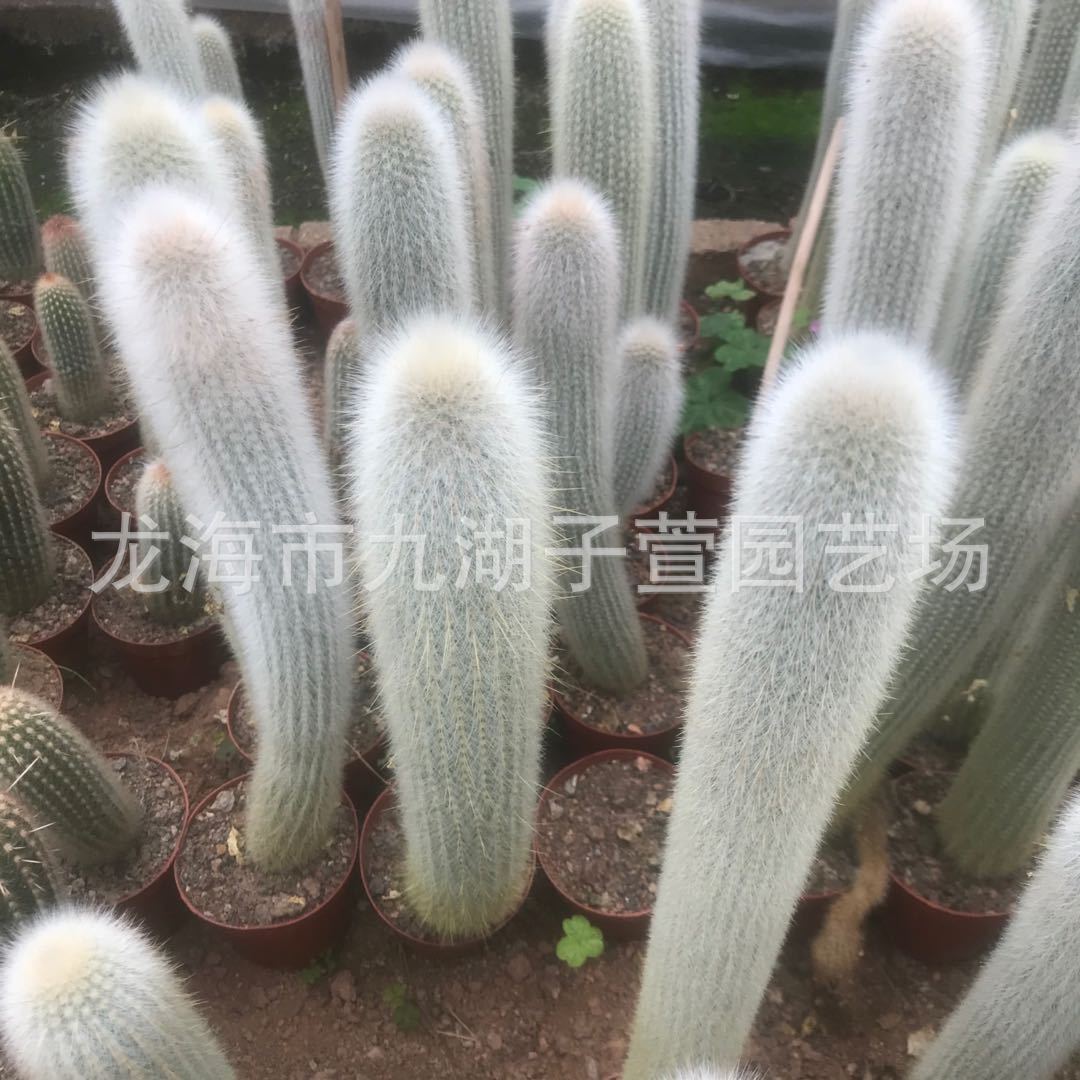 盆栽观赏绿植吹雪柱仙人柱仙人掌仙人球绿色植物景观盆景盆栽