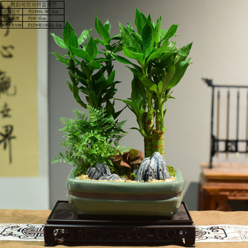 富贵竹绿植盆栽高30-35植物盆景四季常青客厅书房室内节节