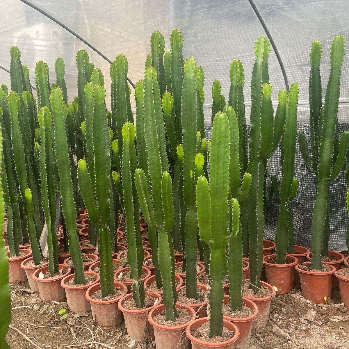 福建仙人掌沙生植物龙舌兰基地虚空藏狐尾龙舌兰报价