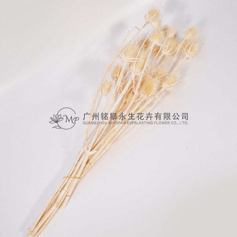 【干花刺芹】真花大刺芹情人软装可定颜色家居果装饰拍摄道具摆设