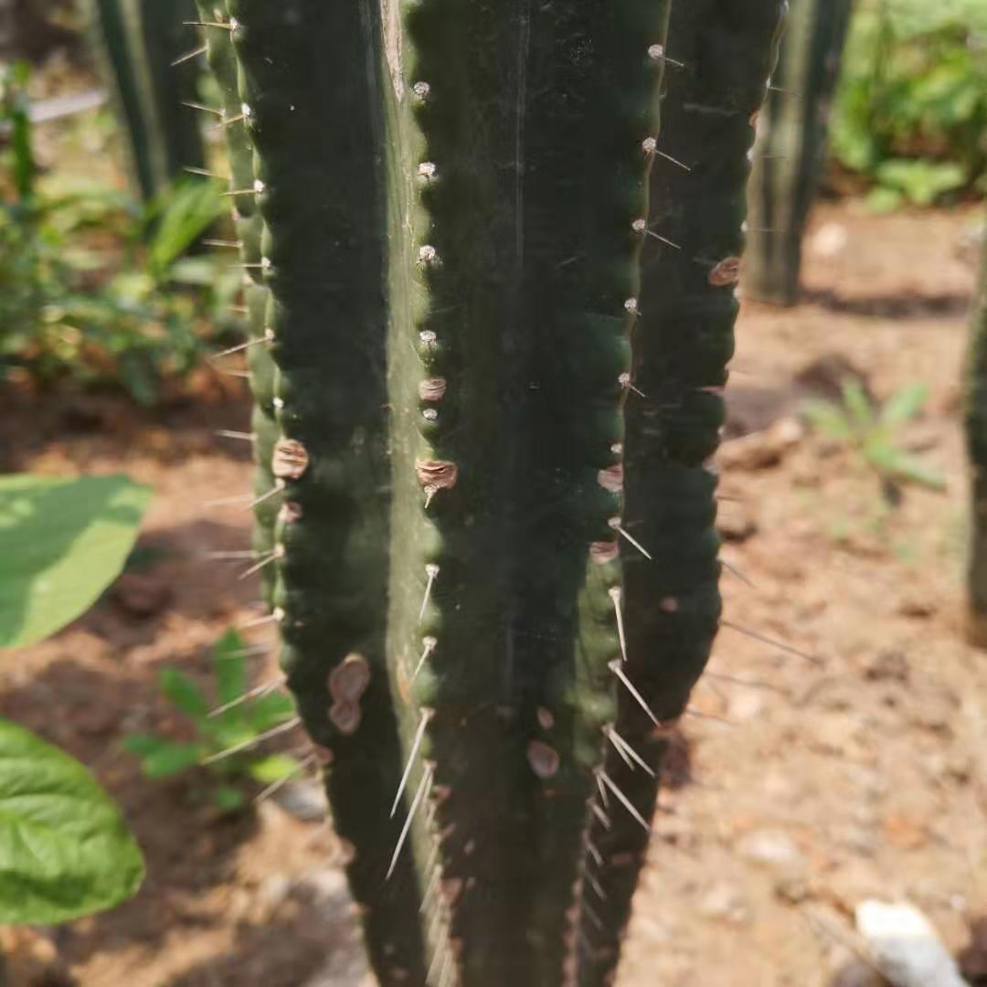 大凤凤柱高度1.5米采购大型沙漠植物园林展览量大便宜勇凤柱勇