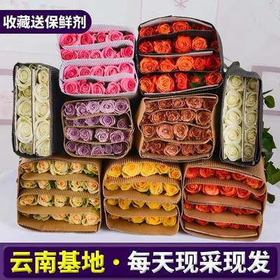 单头玫瑰花顺丰包邮红玫瑰香槟云南鲜花基地直发玫瑰花水养花