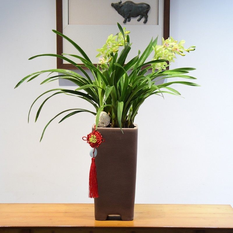 zr兰花盆栽花卉铁骨素兰花室内植物建兰四季常青办公室观赏国兰,鲜花速递/花卉仿真/绿植园艺,时令草本花卉,淘宝优惠券,粉丝福利购,淘宝优惠卷