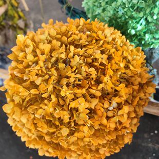 干花绣球永生花安娜绣球单枝吸色安娜绣球永生花插花摆件装饰花艺