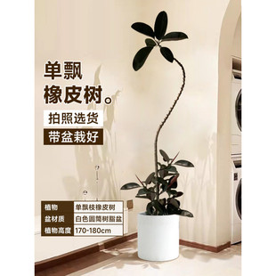 黑金刚橡皮树客厅真盆栽绿植办公室内大型植物落地式大号大花禄植