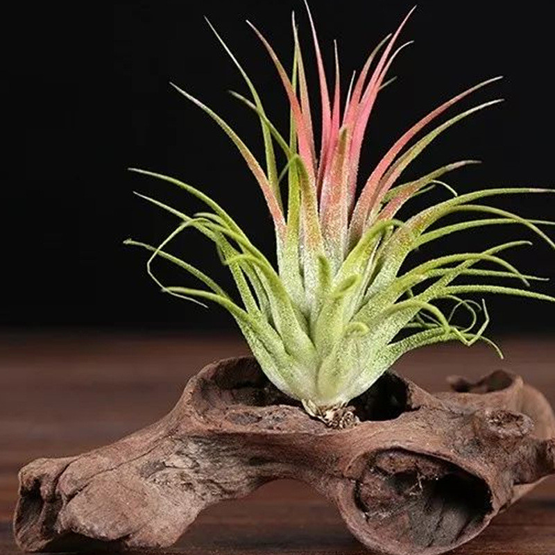 热销跨境杜鹃根析木鱼缸迷你乌龟缸装饰树枝森林景观析木小沉木