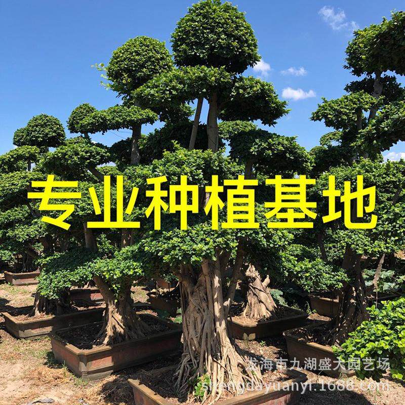 小叶造型小叶榕桩景重庆四川榕树桩批发福建小叶榕桩头价格