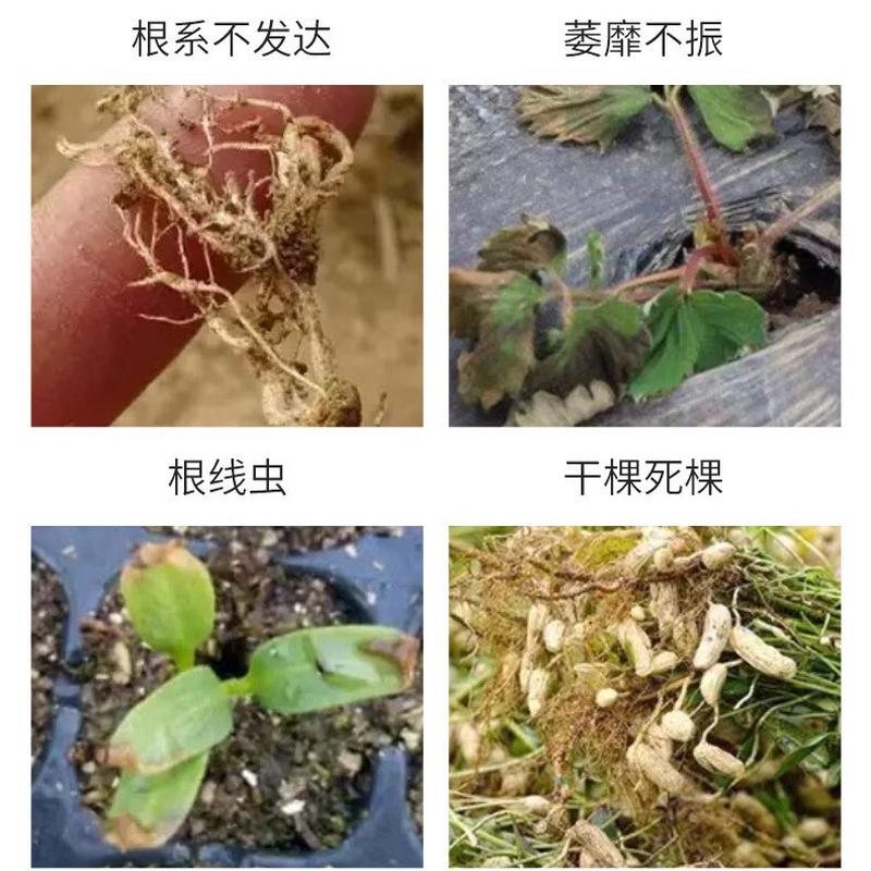 微生物菌剂生根养根护根增强活性改良土壤增强抗逆生根壮苗宝厂家