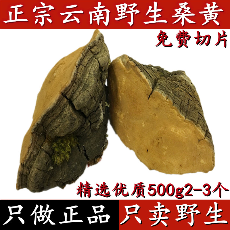新日期云南野生桑黄 桑树桑黄野生灵芝500g整个 桑黄免费切片包邮