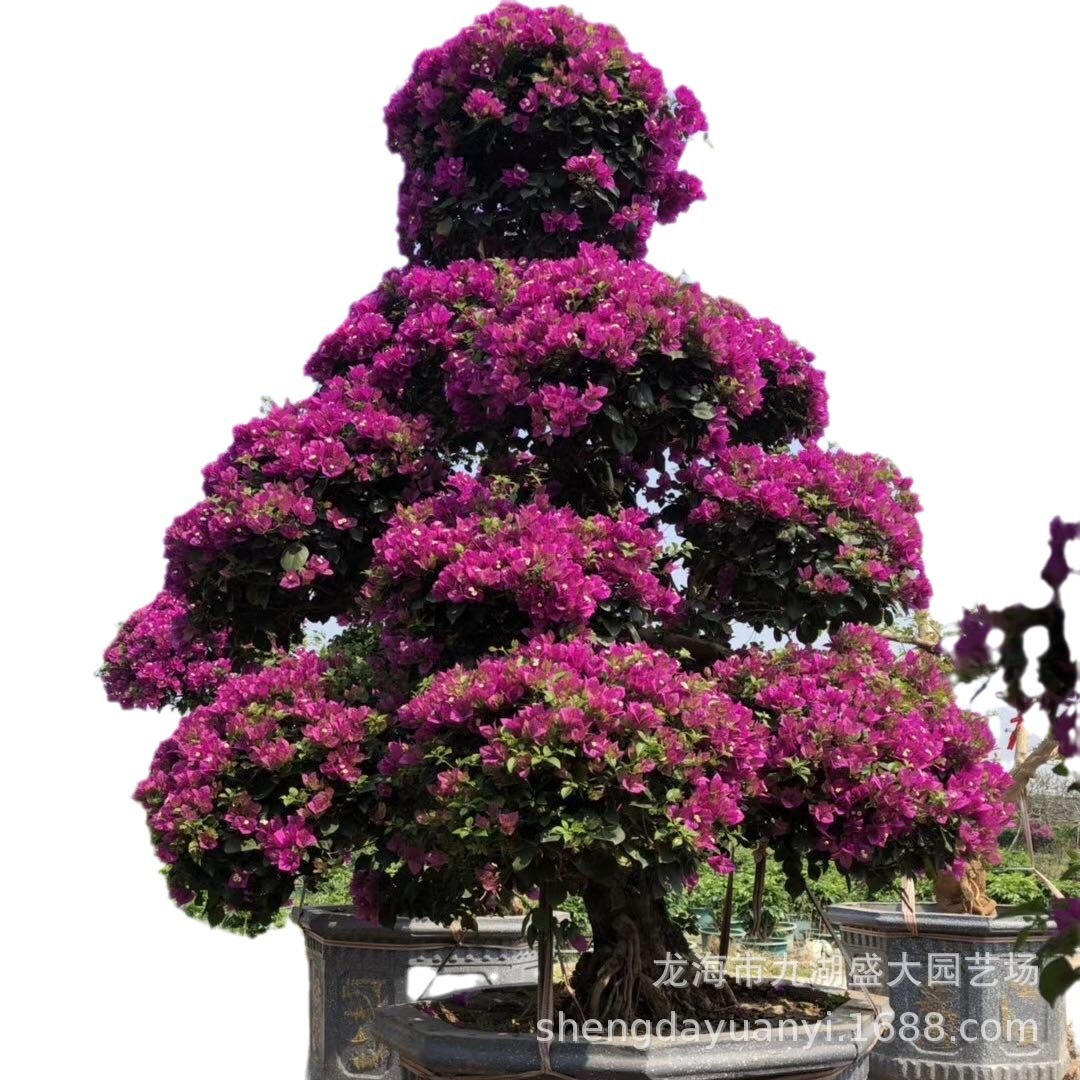 广西三角梅桩头报价重庆盆景三角梅红花五雀造型三角梅树桩价格