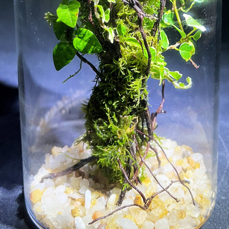 【阿凡达生态瓶】微景观植物霹雳花叶生态瓶室内桌面阳台景观摆件