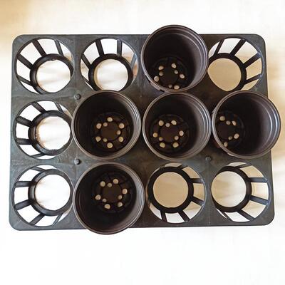 育苗托盘花场蝴蝶兰专用育苗盘多规格直批中转盘蝴蝶兰托盘加厚