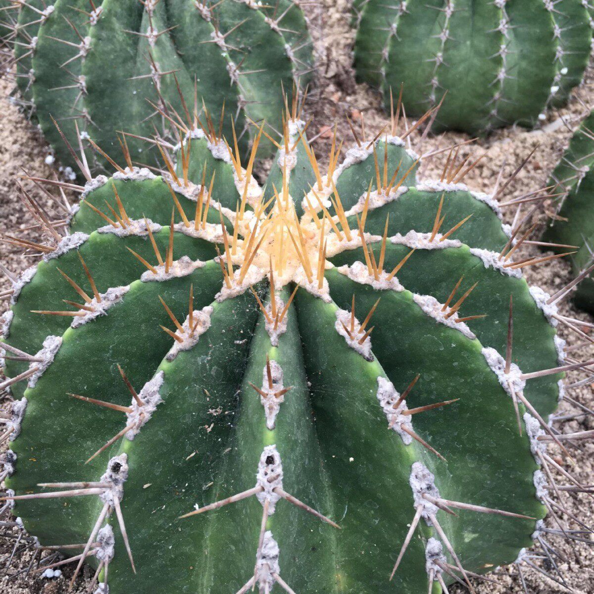红彩云植物沙生植物生仙人球盆栽植物大型沙漠实仙人球