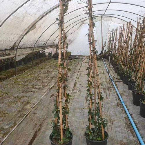 风车茉莉盆栽花卉花四川园林园艺绿化藤本植物成都绿植境植物
