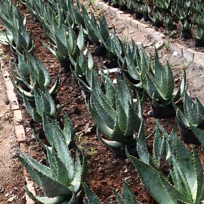 景观芦荟多浆多肉植物批发鬼造型芦荟山地芦荟食用芦荟切布置