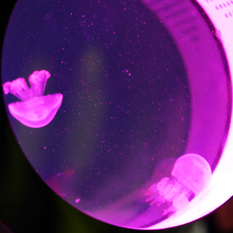 小型水族箱全套前台海藻球小丑鱼温水水族馆海水鱼灯光可插电水母