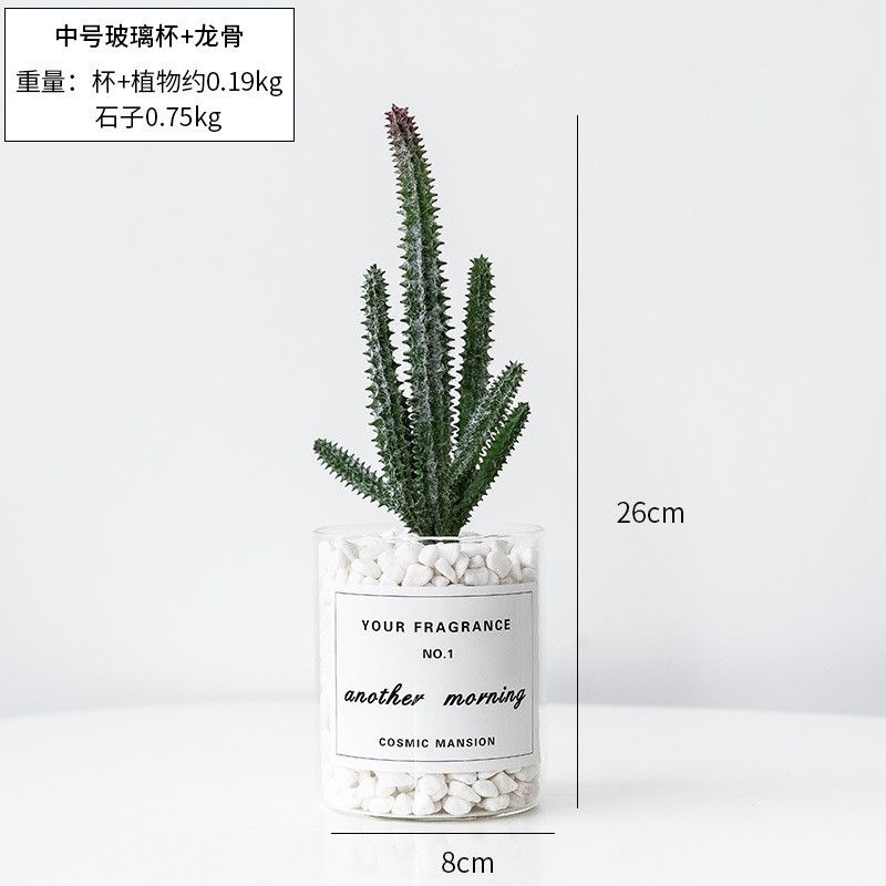 盆栽植物假仙人掌ins风北欧小盆景客厅装饰多肉摆件室内摆设