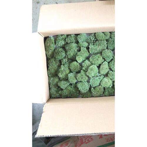 鲜活野生新鲜白发草皮苔藓材料大灰藓园林花园植物造景微景观短绒