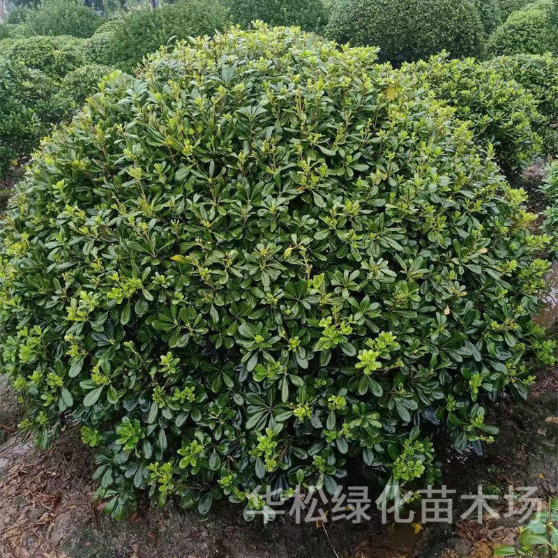 海桐球批发庭院别墅绿化工程苗木四季常青气味芳香球活好养海桐易,农机/农具/农膜,播种栽苗器/地膜机,淘宝优惠券,粉丝福利购,淘宝优惠卷